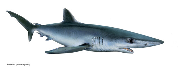 realistic illustration of blue shark (Prionace glauca)