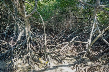 Mangrove trees in Baluran park