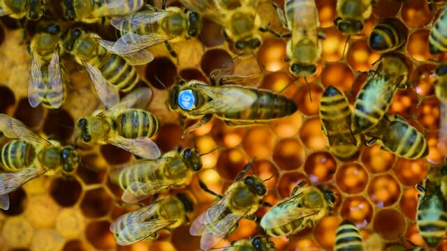 Marked queen bee walking on the comb with nectar