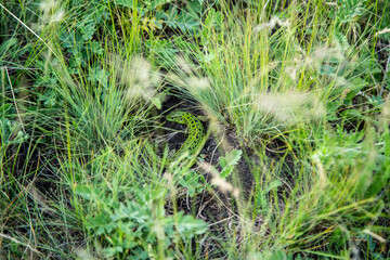 green lizard in the grass