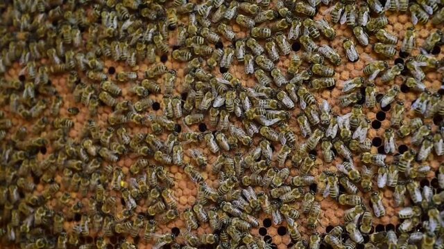 Honeycomb with newly capped bee brood