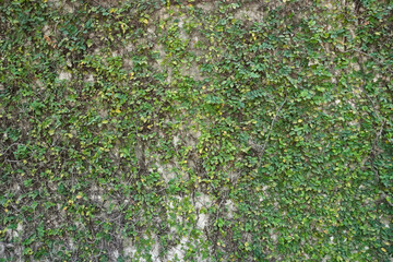 Green leaves.Green leaves wall texture. Summer background