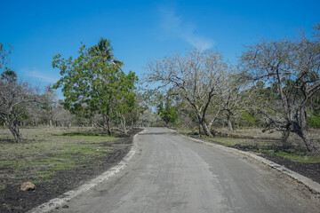 Fototapeta na wymiar Jungle road in Baluran Park in Indonesia