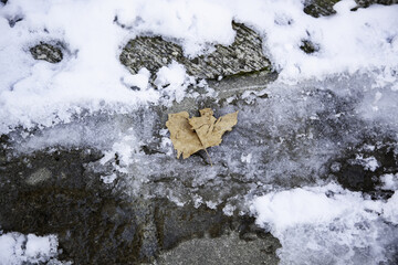 Dry leaf frozen in snow