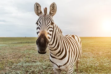 Foto op Aluminium Schattig Zebra portret. Met nieuwsgierigheid en achterdocht kijken onderzoekt de verwondering zorgvuldig. Mooie wilde natuur dier close-up gezicht. zacht licht. Grappige zebra snuit communiceren. Mooi gezicht © Iryna&Maya