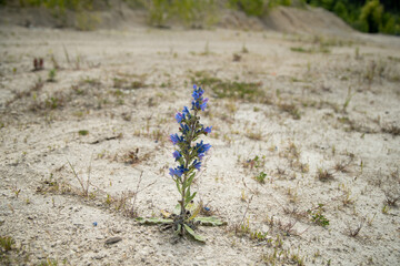 blue flowering plants of the steppe