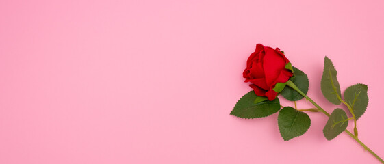 Rose on pink background, top view. Copyspace, a Valentine's Day concept.