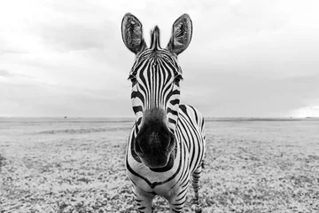 Foto op Canvas Zebra black and white portrait. Unique wild animal looking to the camera. curious animal communicating. big nose Funny looking cute zebra shallow depth of field eyes in focus.  Dramatic creative photo © Iryna&Maya