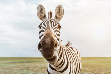 Close-up portret van schattig zebra gezicht op zoek naar de camera. nieuwsgierig dier communiceren. wild natuur. grote neus. Grappig uitziende schattige zebra. ondiepe scherptediepte ogen in focus. Bezoekreserve