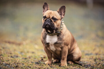 Obeying French bulldog sitting outdoors awaiting orders