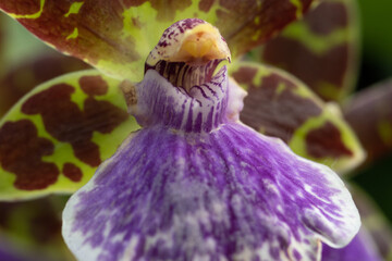 Photo of flower or orchid varietal, closeup, some macro