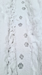 Walking a dog in the cold snow. Footprints on the ground.