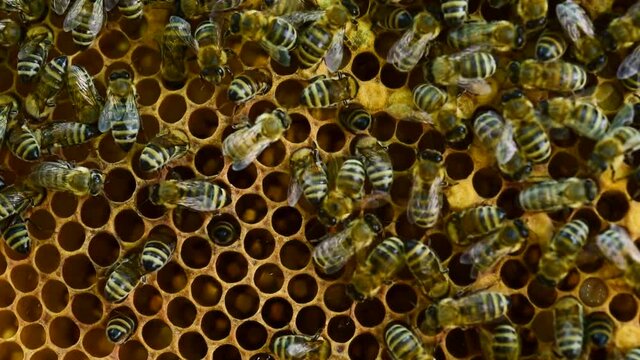 Bees cleaning the cells for new egg laying - 2