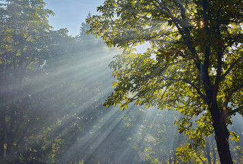 sun rays through the trees