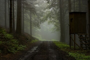 Road through the forest with fog