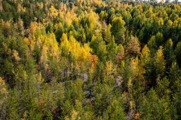Fototapeta premium autumn forest landscape from a height