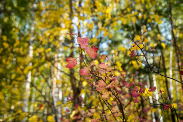 autumn forest landscape from a height