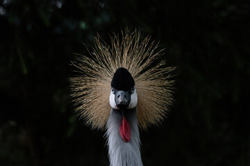 crowned crane balearica regulorum © Zollo
