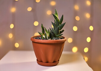 Succulent plants in pots against abstract background. 
Small plant in succulents or cactus pot, front view. Boke. Houseplants
