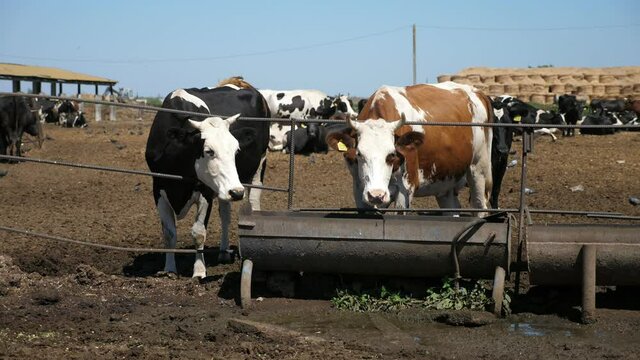 Two cows standing and waiting for hay at long metallic troughs outdoors in slo-mo  