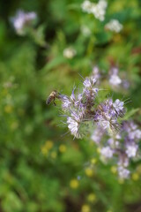 Feldblumen mit Biene