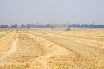 wheat harvesting by combine harvesters