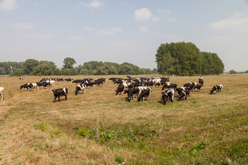 a herd of cows in a pasture