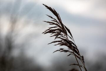 Gras