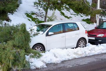 Falling trees in city center, stormy weather and traffic accident, insurance, weather forecast .