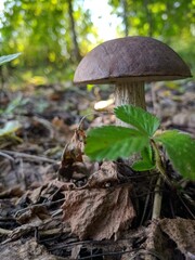 mushroom in the forest