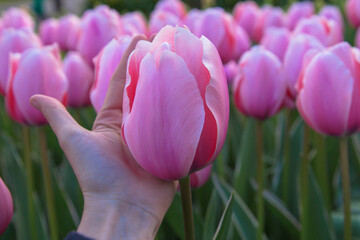 Huge pink tulips