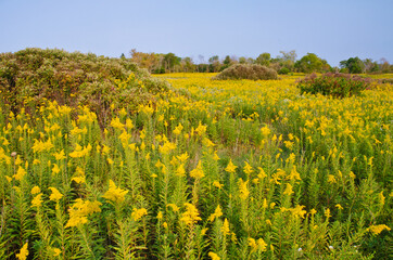 573-76 Goldenrod & Dogwood at Springbrook