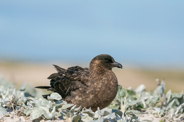 The south polar skua (Stercorarius maccormicki)