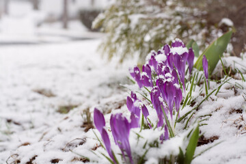 Crocus flowers out from under the melting snow on early spring, closeup. Selective focus. 
