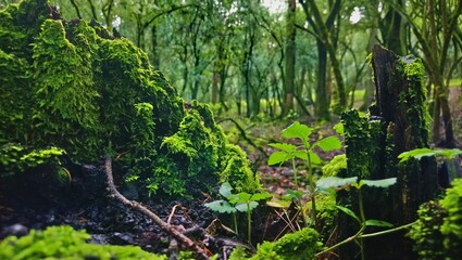 Magic forest in Mexico