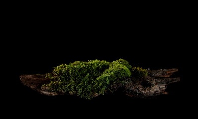 Green moss with grass isolated on black background, clipping path