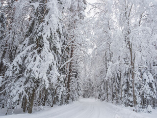 Trees covered with a thick layer of fresh snow after heavy snowfall in the forest. Road in the forest