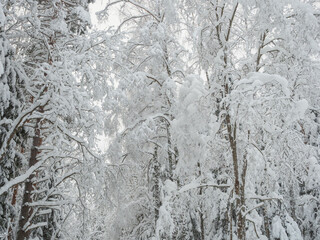 Fototapeta na wymiar Trees covered with a thick layer of fresh snow after heavy snowfall in the forest