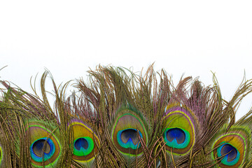 Peacock feathers on white background