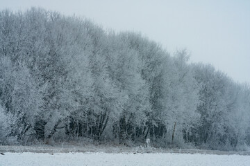 Obraz na płótnie Canvas Frost-covered trees, winter landscape, Norway