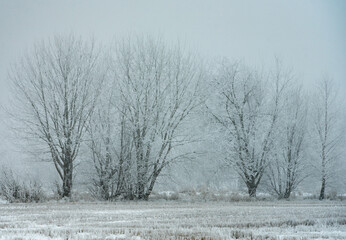 Frost-covered trees, winter landscape, Norway