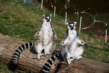Ring tailed lemur Lemur catta doing yoga in Zoo © Tran