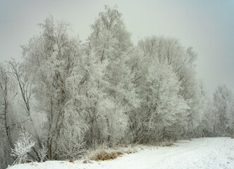 Frost-covered trees, winter landscape, Norway