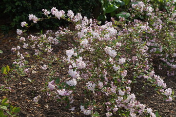 Obraz premium Blooming trees in Ickworth house, spring 2018