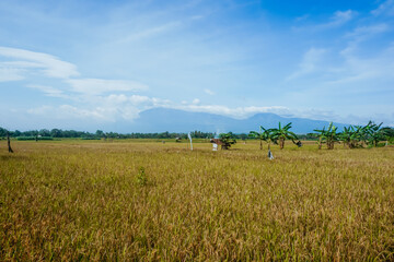 Fototapeta premium Beautiful yellow rice field in the background of volcanoes in Indonesia