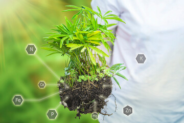 Woman holds in hand seedling grown plant with help of fertilization and nutrients necessary for...