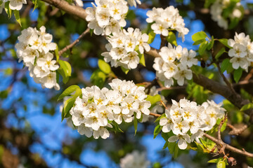 Blooming pear branch on a background of blue sky