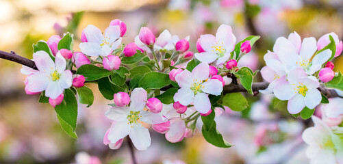 Fototapeta na wymiar Blooming apple tree branch on blurred background, panorama