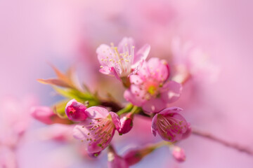 Fototapeta na wymiar Branch of Prunus Kanzan cherry. Pink double flowers and green leaves in the blue sky background, close up. Prunus serrulata, flowering tree, called as Kwanzan, Sekiyama cherry, Japanese cherry, Sakura