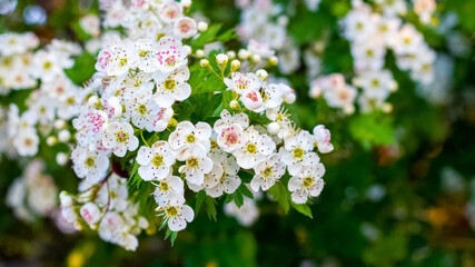 Spring background with hawthorn flowers on a background of green leaves